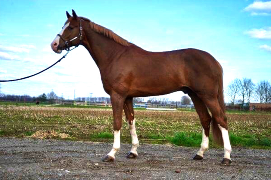 gavillero Sementales